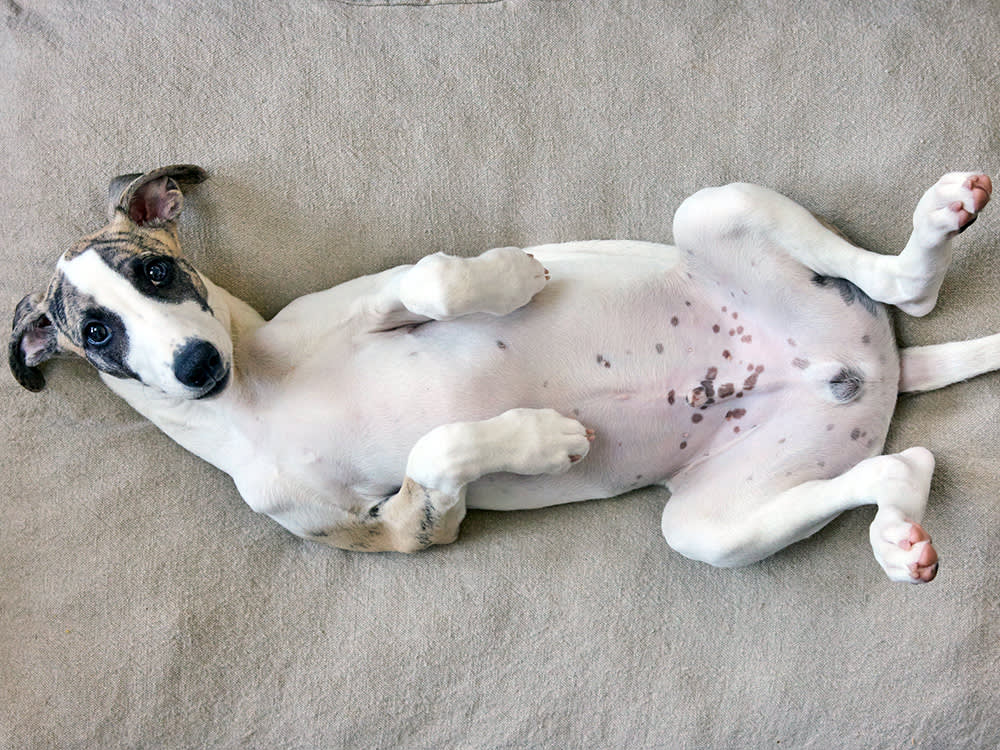 Dog on their back showing their tummy with black dots on it