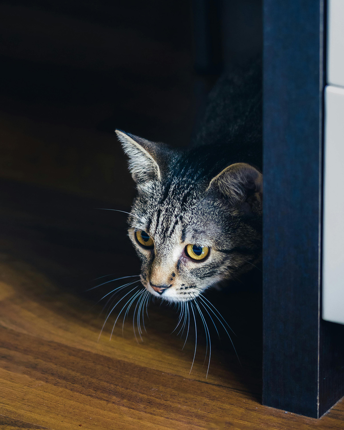 Cat hiding in the shadows