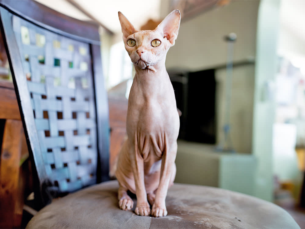 sphynx cat