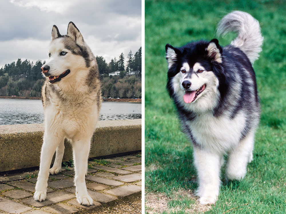 husky( (left) and malamute (right)