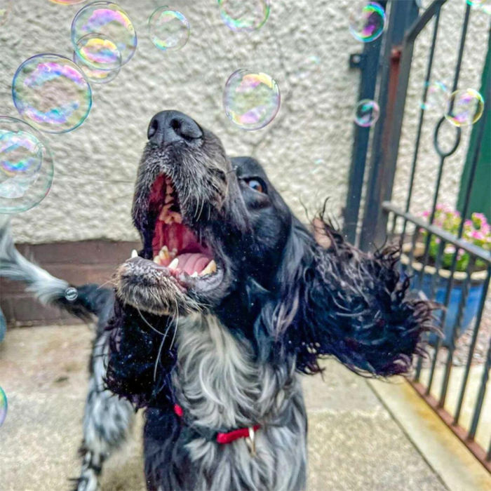 dog biting bubbles