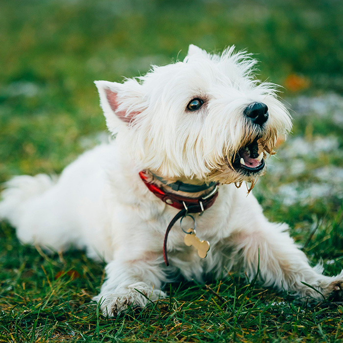 Dog Ears Held Back Why Do Dogs Put Their Ears Back? · The Wildest