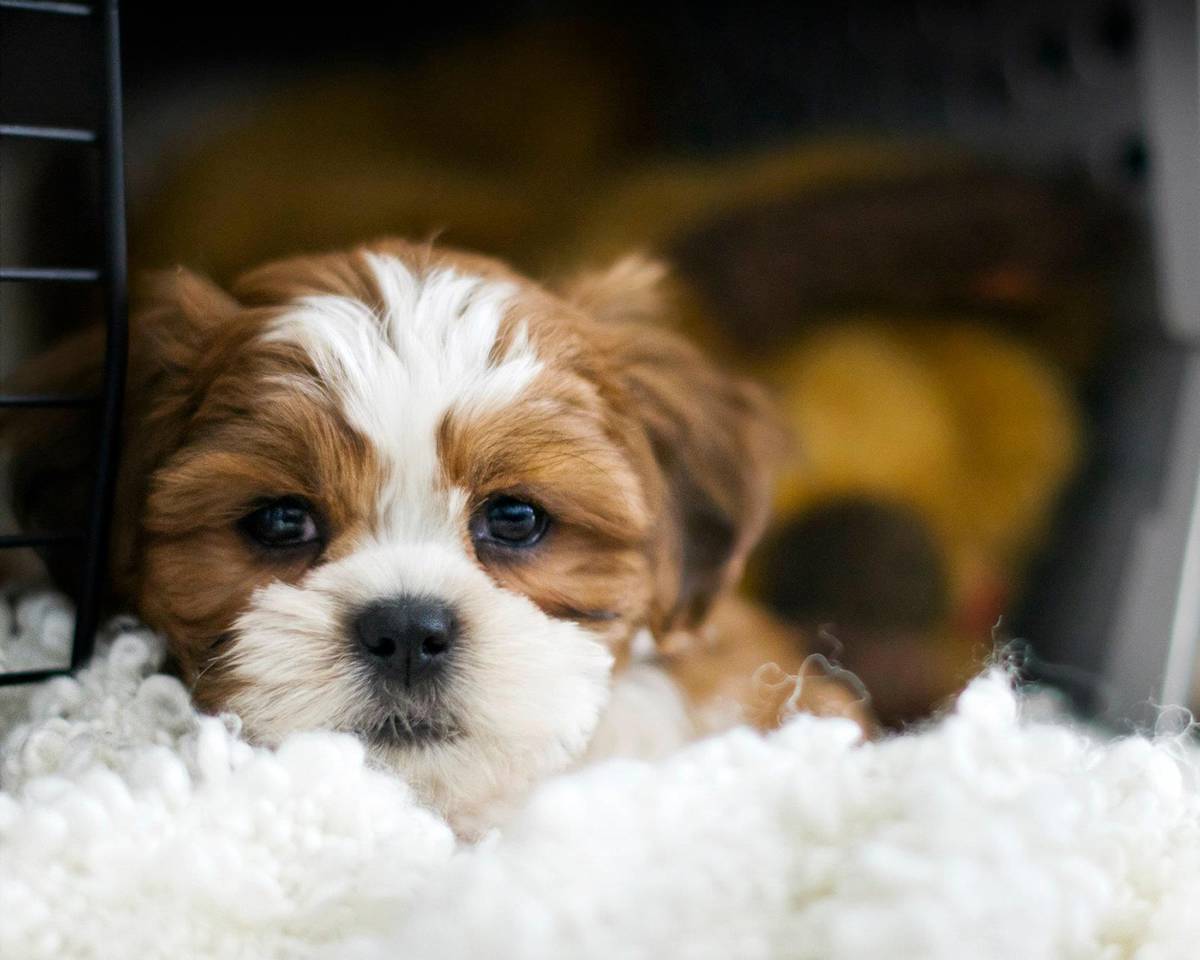 puppy lying in a dog crate with blanket