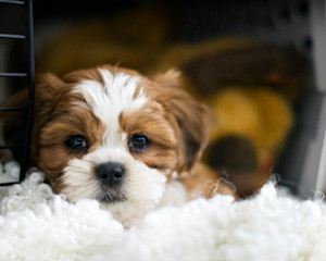 puppy lying in a dog crate with blanket