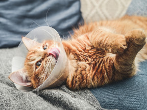 Image of orange cat with veterinary cone on its head.