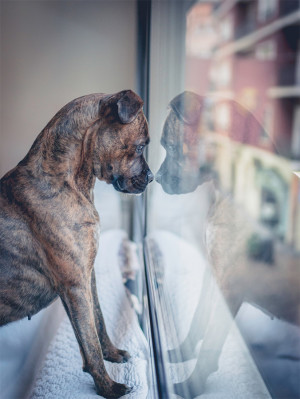 Dog Looking Out The Window.

