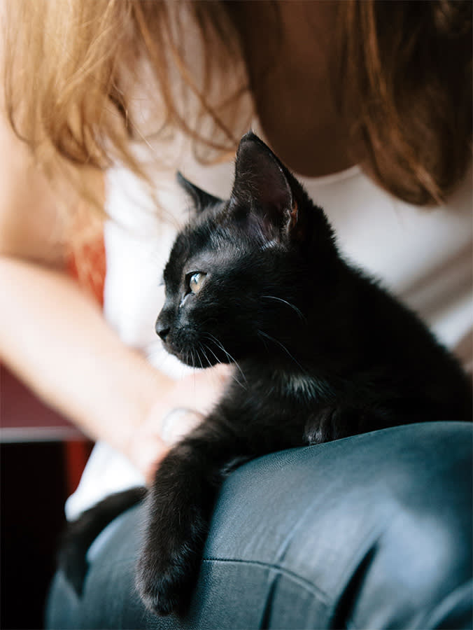side profile of black kitten sitting on a woman's lap