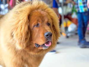 Huge dog outside at a restaurant.