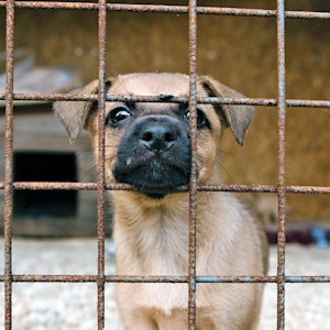 Puppy sad and alone in a cage.