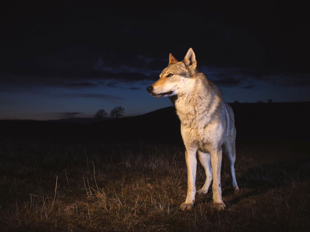 Hybrid Czechoslovakian Wolfdog rescue sanctuary
