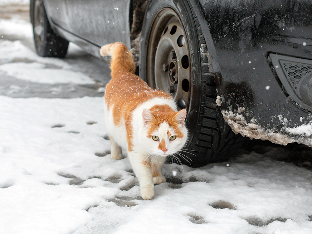 Stray cat outside during winter.