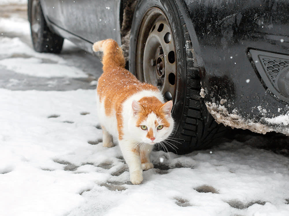 Stray cat outside during winter.