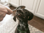  a dog getting ready to eat peanut butter from a spoon 