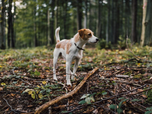Dog standing in woods sensing magnetic field