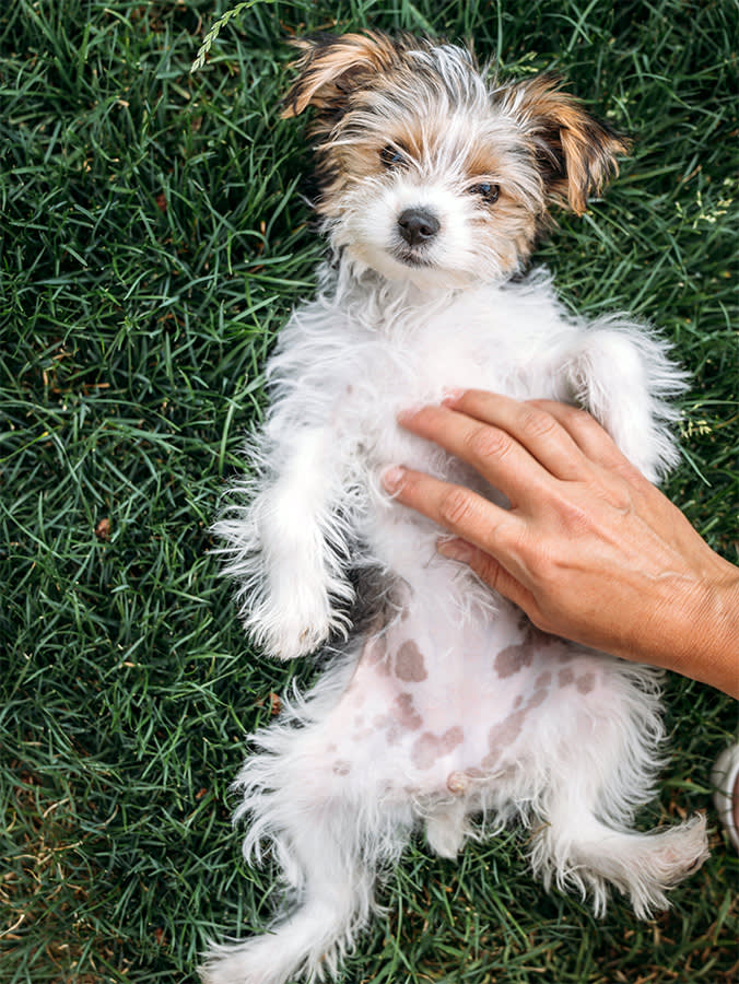 Person petting cute dog outside in the grass.
