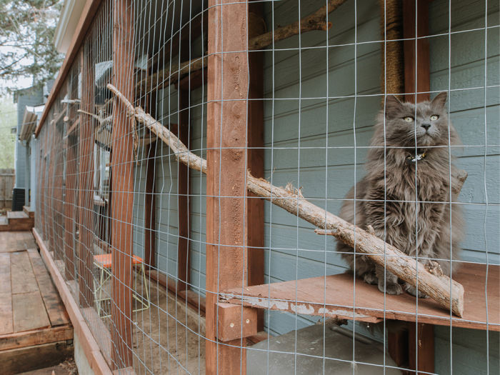a brown cat sits behind a fenced catio structure