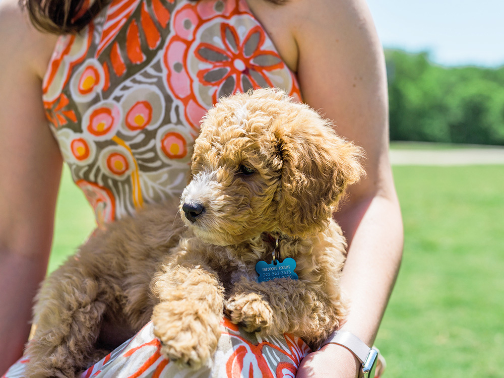 Woman holding small Golden Doodle puppy outside in the grass.