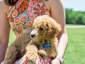 Woman holding small Golden Doodle puppy outside in the grass.