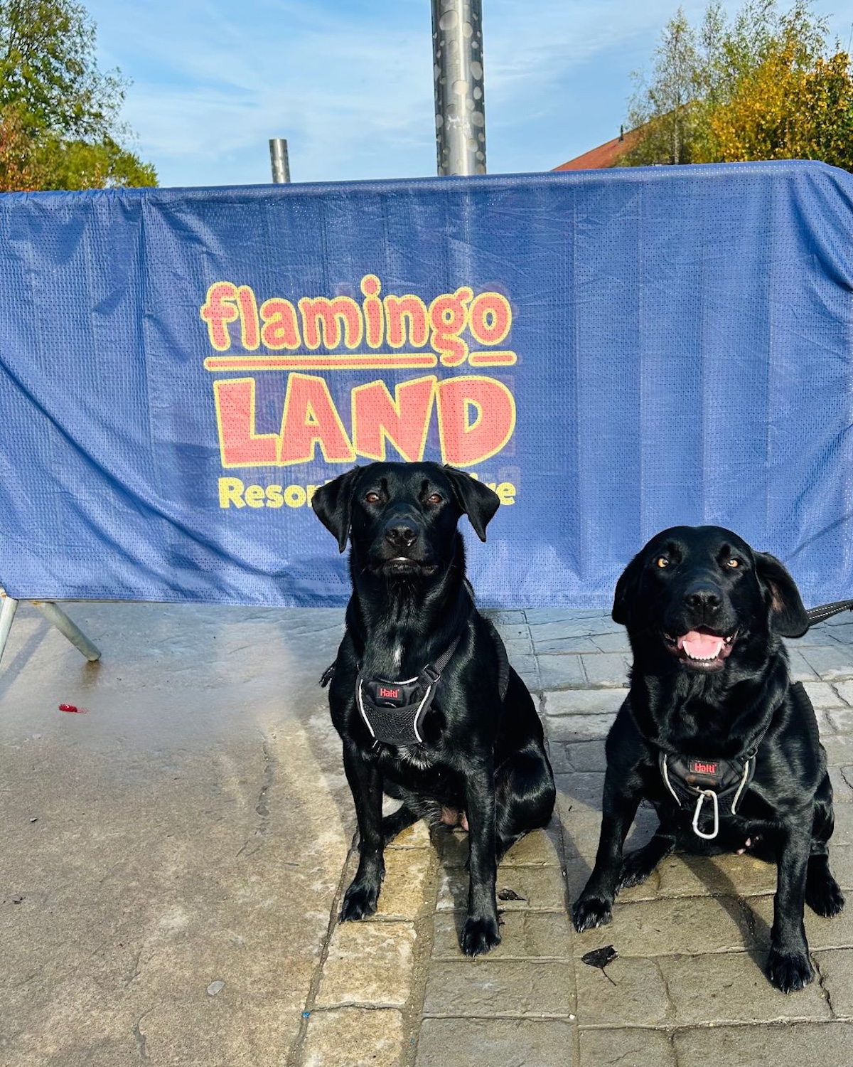 a picture of two black labradors stand in front of a blue flamingo land sign