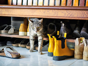 Cat coming out of hiding from a shoe rack at home.