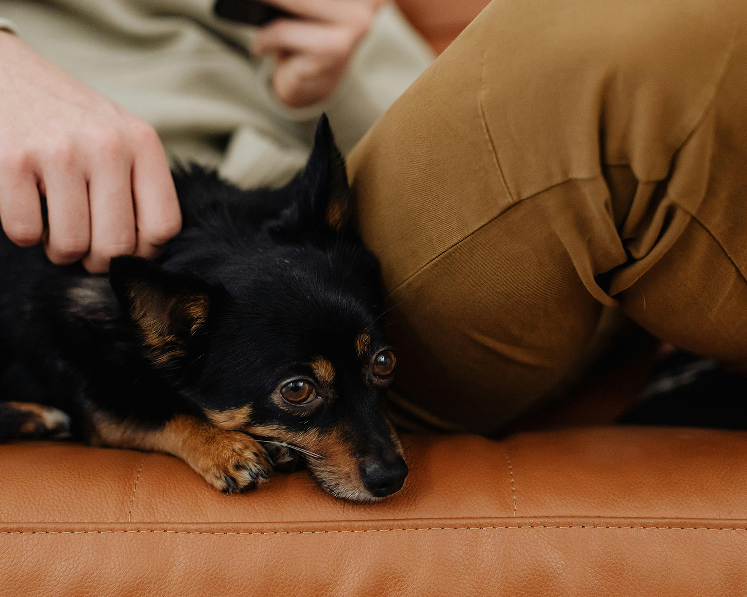 Person and a Dog Sitting on a Sofa
