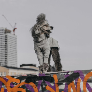 Grey poodle with grey sweatshirt on.