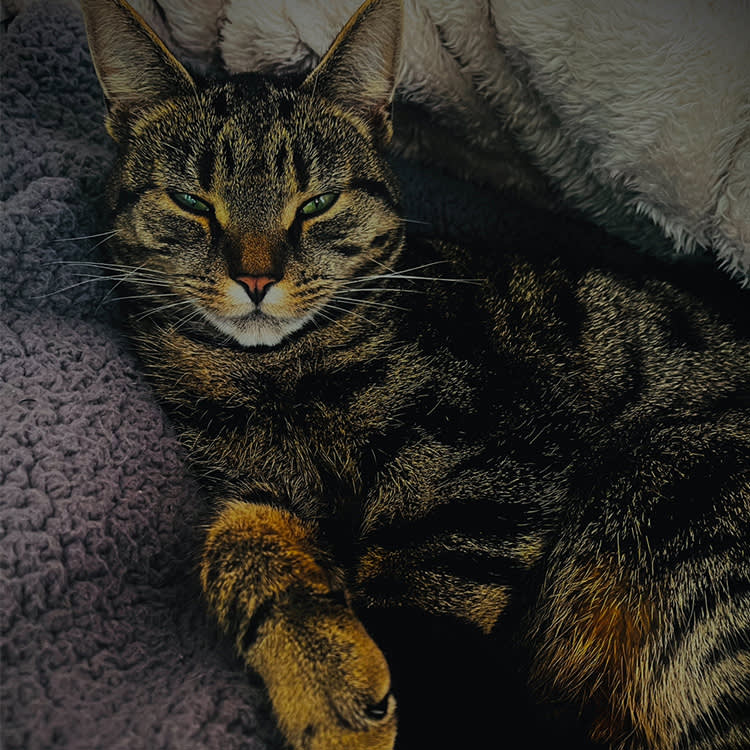 Tabby cat