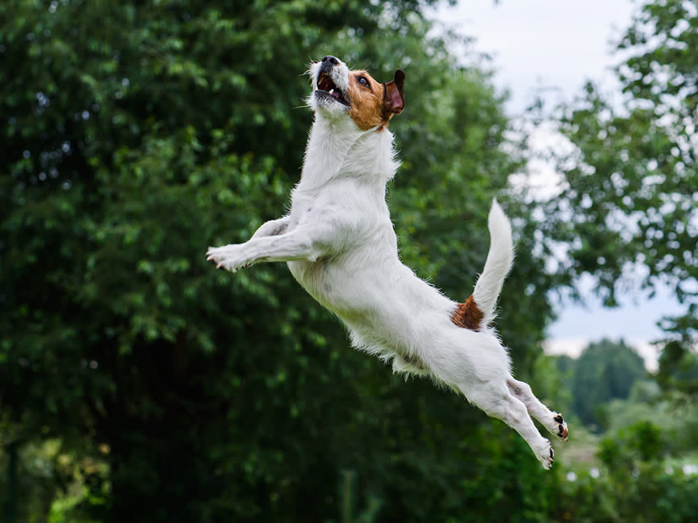 My dog can jump