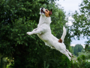 Terrier dog jumping and flying high