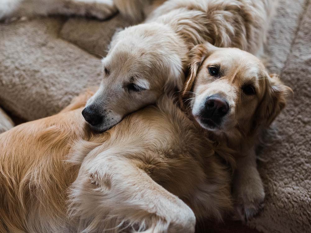 Two golden retriever dogs cuddling