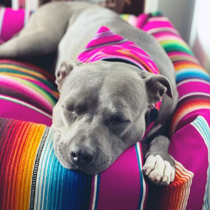 a dog on a Salvage Maria bed