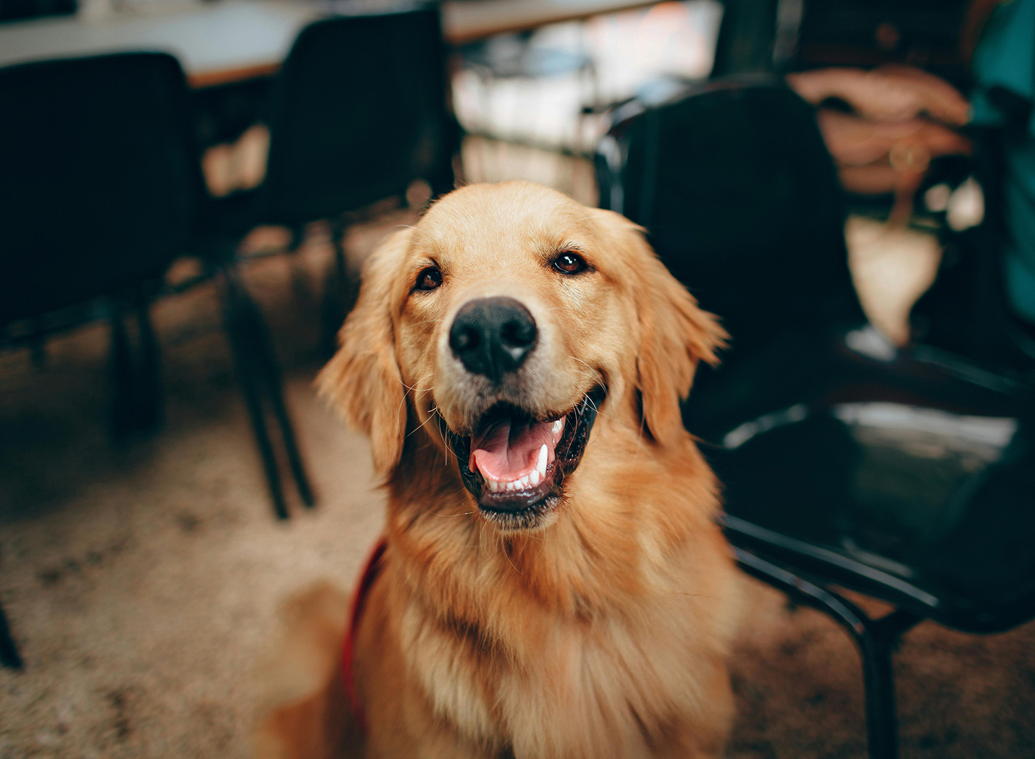 golden retriever looking at camera