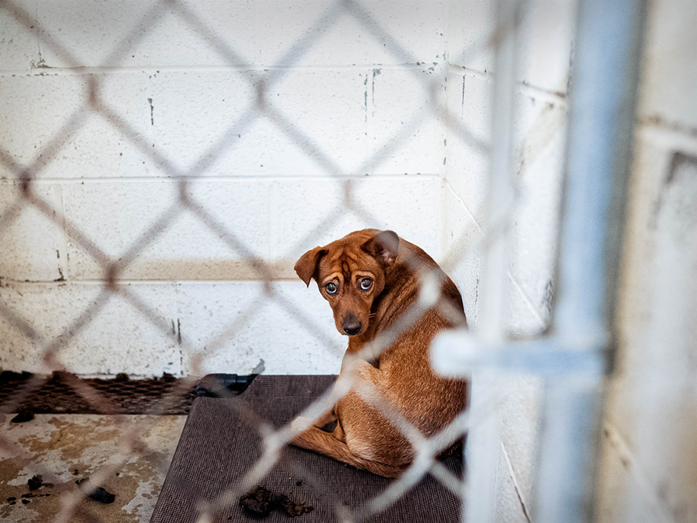 a dog looks out from behind a chain link fence