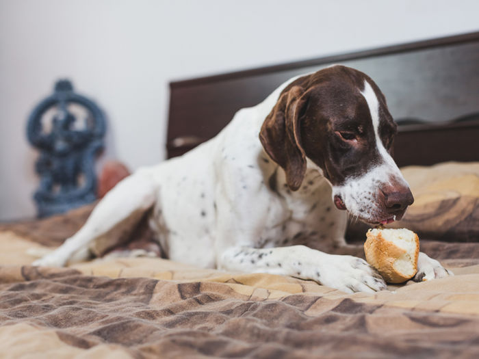 A dog laying on a bed eating a piece of bread. 