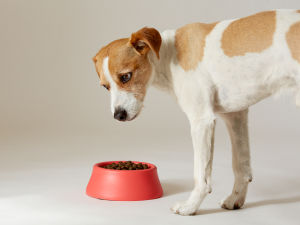 Side view of a cute hungry dog standing next to a red bowl with food in a studio with white background