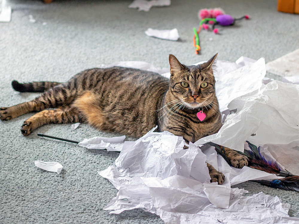 Cat playing with paper at home on the floor.