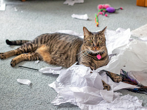 Cat playing with paper at home on the floor.