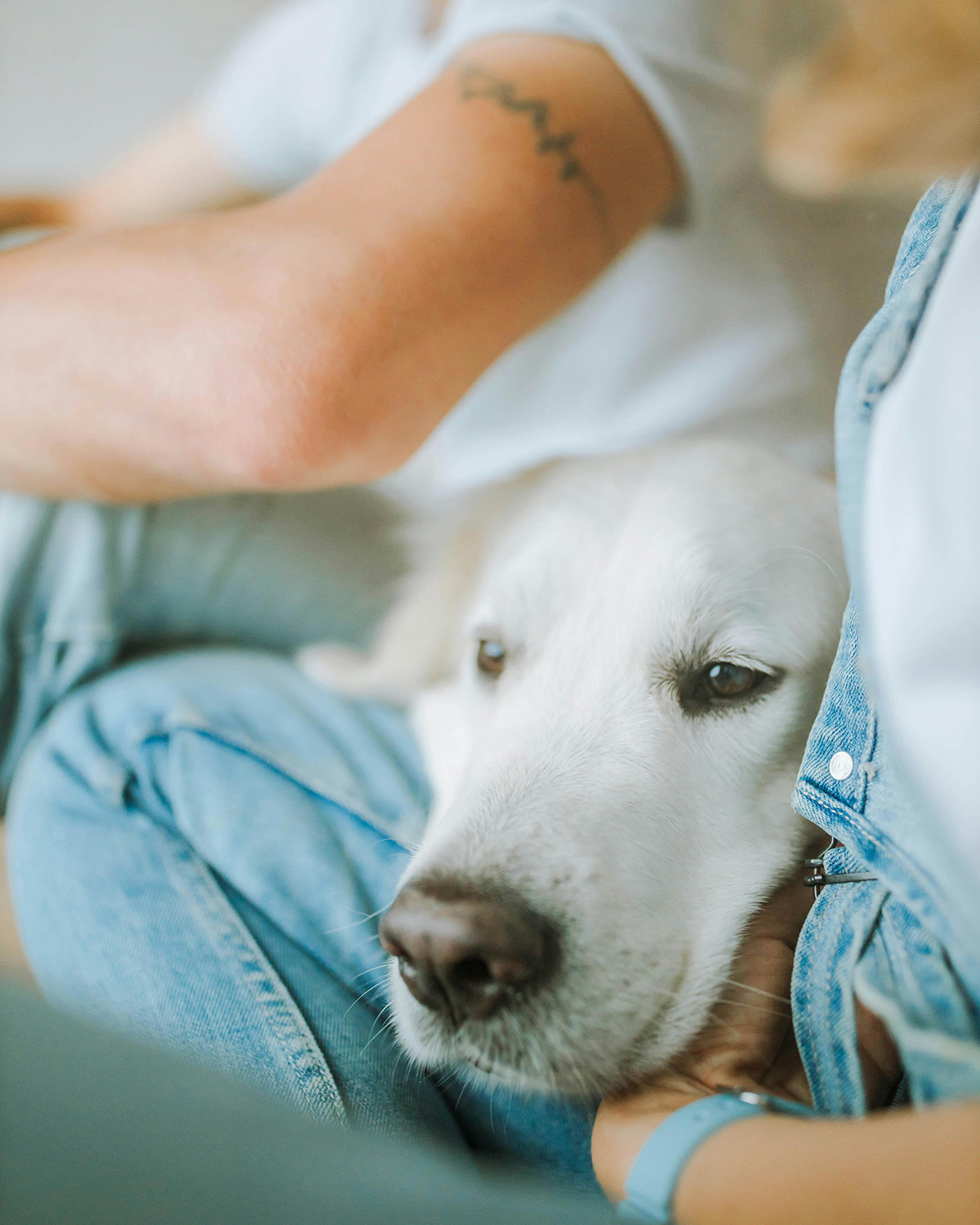 Dog lying on persons leg between two people
