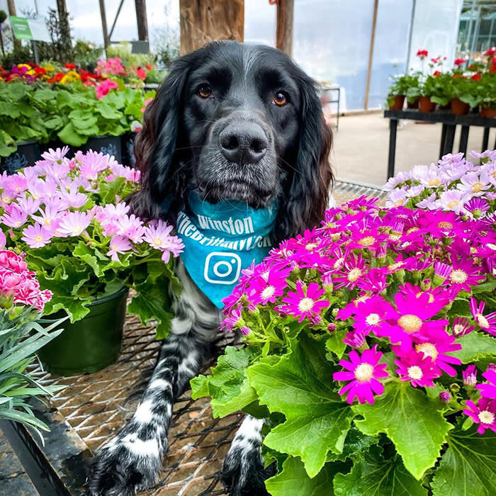 a black dog with flowers at Calloway's Nursery 
