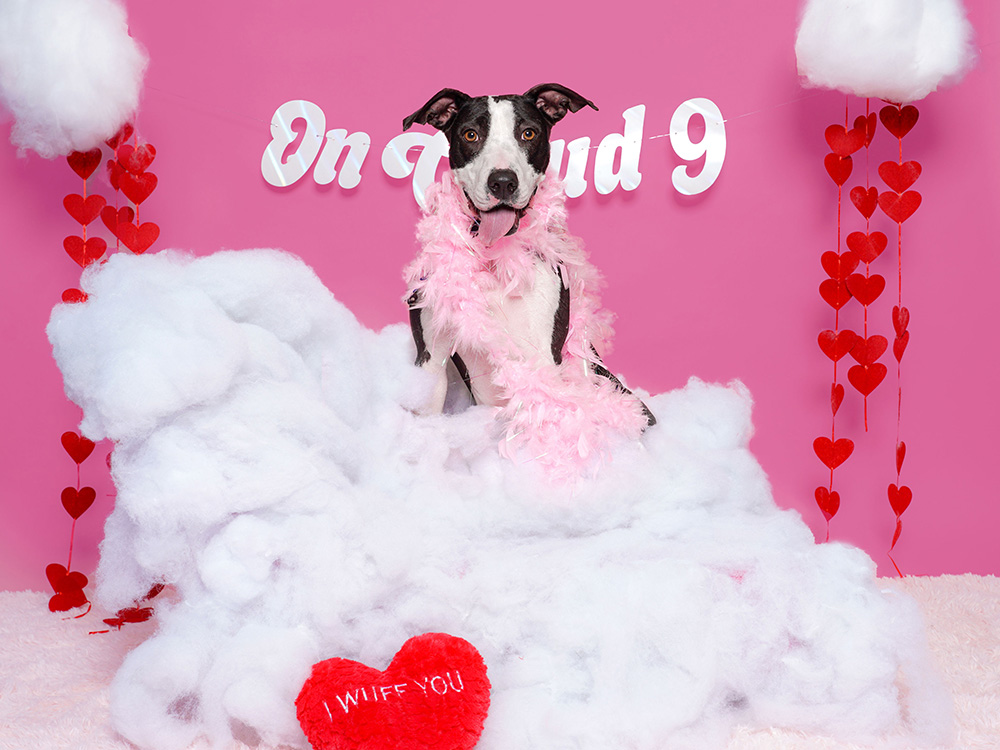 a black and white dog atop fake clouds
