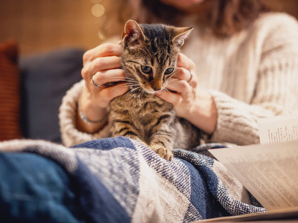 Cat kneading pet parent