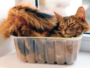 Somali cat lie inside transperent plastic box.
