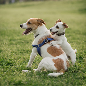 Two dogs being playful outside on a grassy hill. 