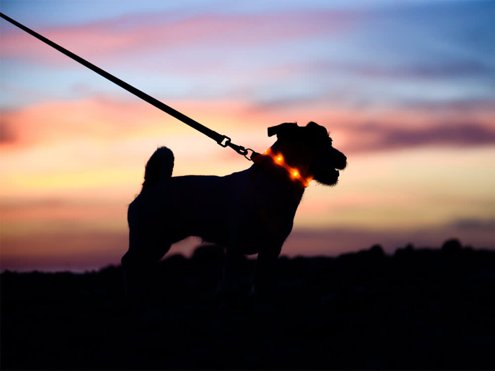 Dog on a lead at dusk with a sunset in the background and a light-up collar
