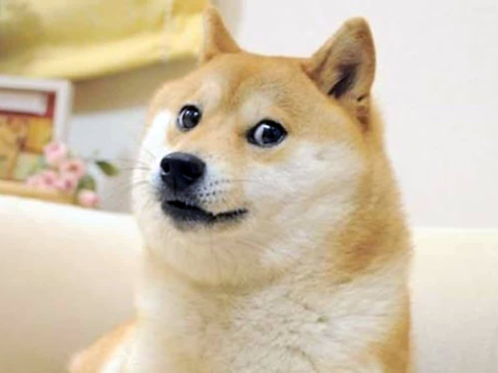 Kabosu, Shiba Inu Who Helped Define the Doge Meme, Dies at 18.