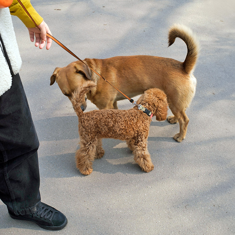 Two dogs communicating with each other outside.