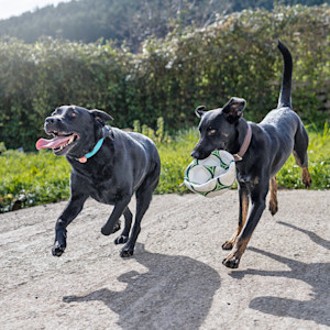 dogs running with a football