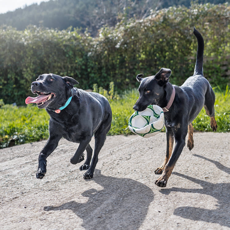 dogs running with a football