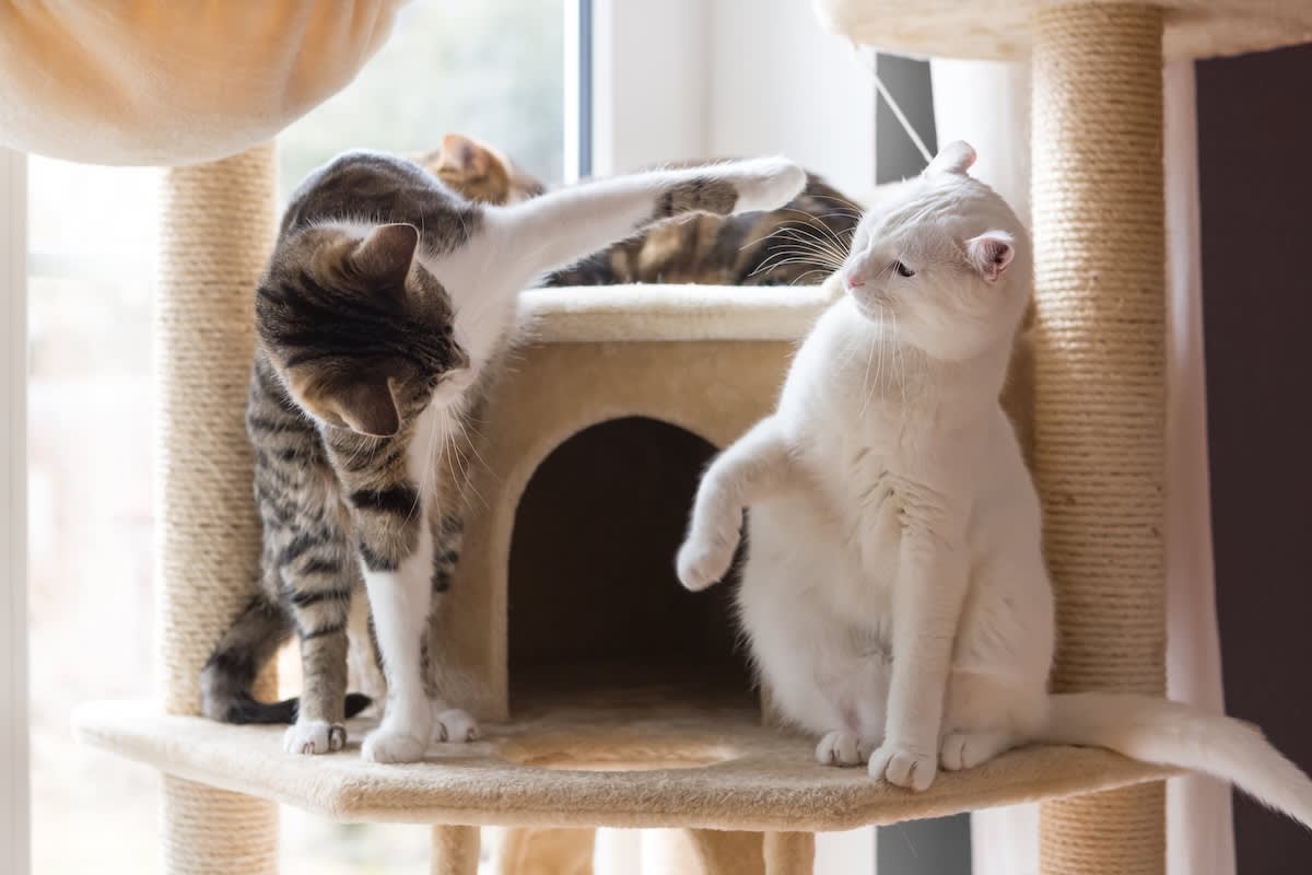 a white cat and a tabby cat are fighting each other on a cat tree