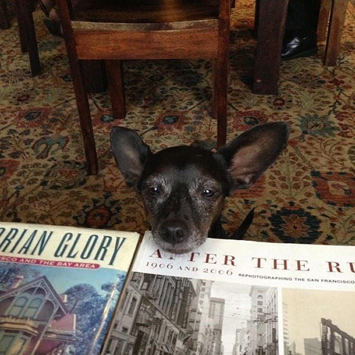 a dog resting their head on books at Inn San Francisco